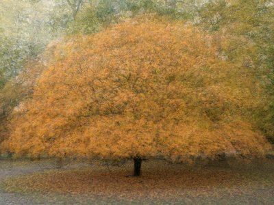 Sue's "Autumn Gold II"